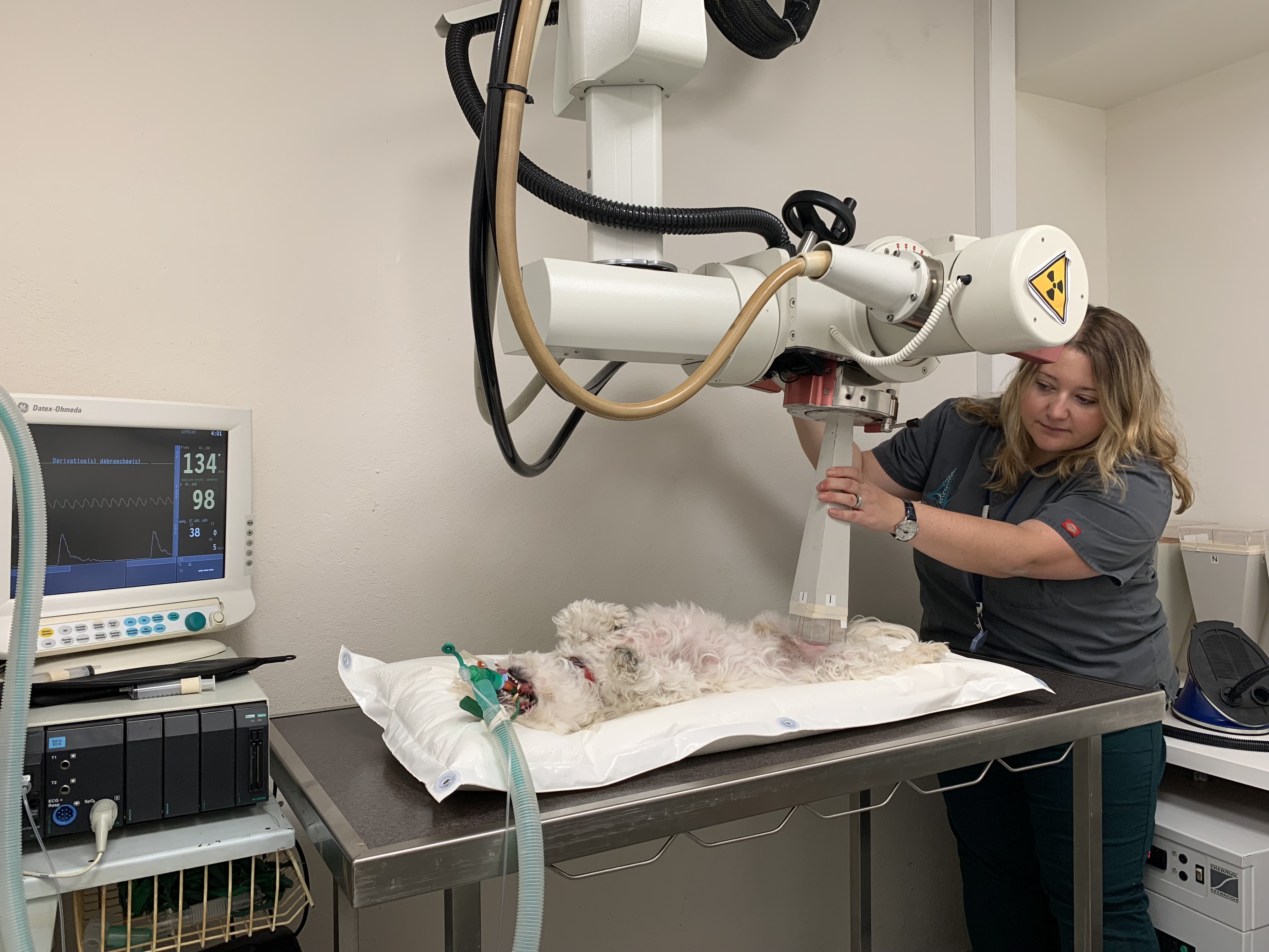 EIFFELVET_radiotherapie