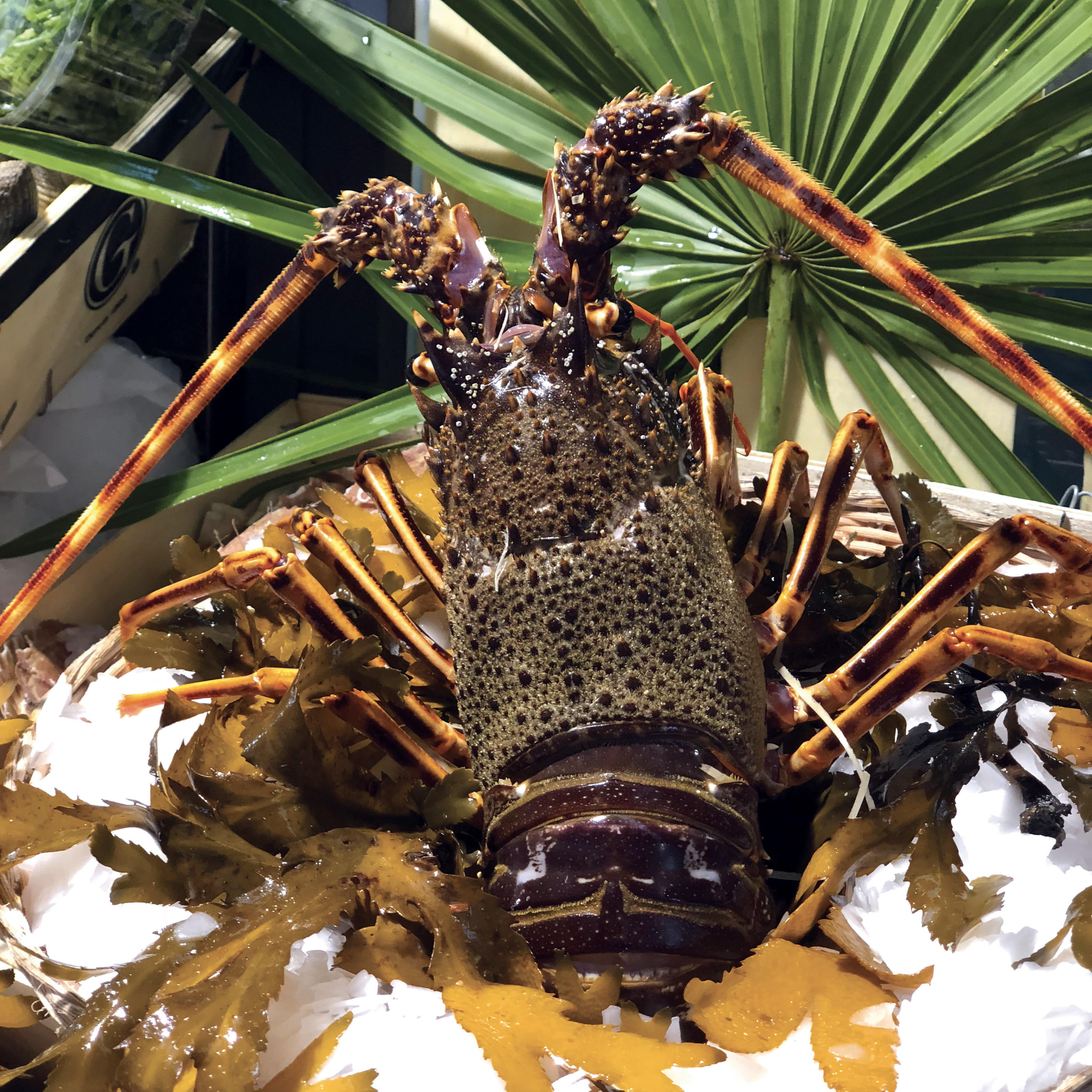 Poissonnerie Belles Feuilles